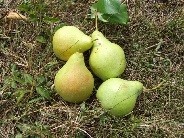 hruky- maslovky